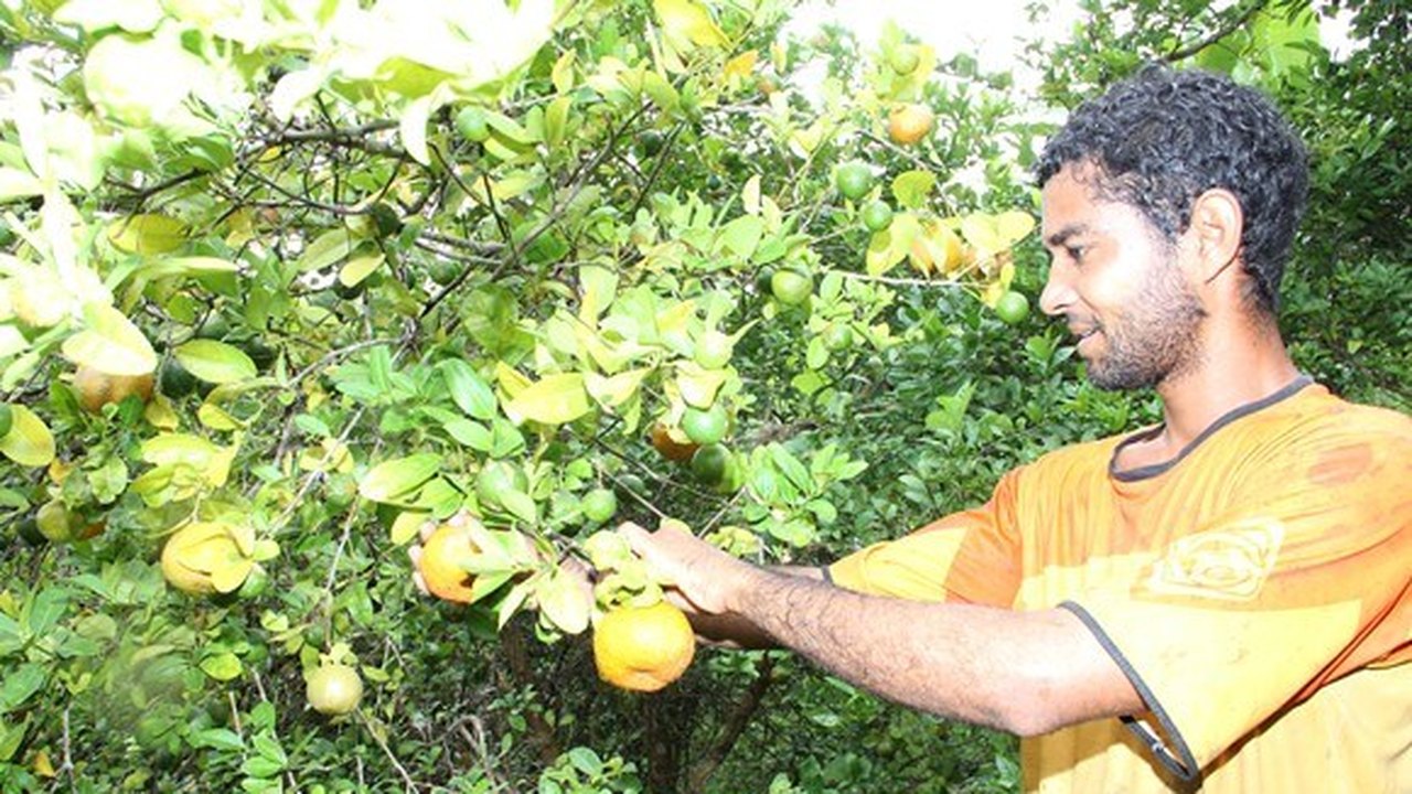 Governo entrega caminhões para apoio a agricultores na Zona da Mata