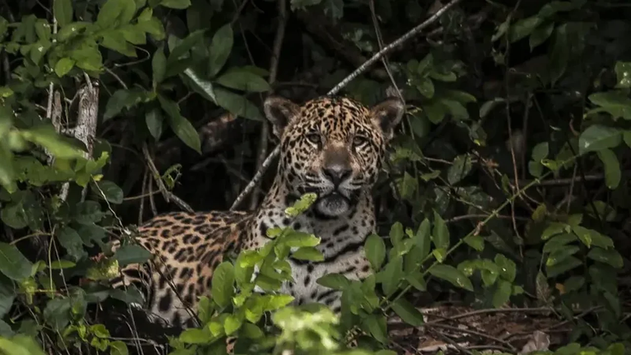 Onça-pintada de zoo brasileiro entra para o Guinness como a mais velha do mundo em cativeiro