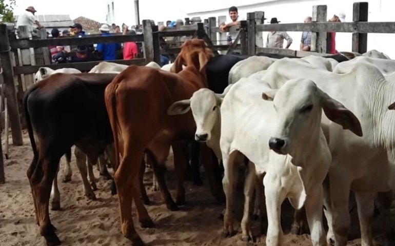 Feira do Gado de Canafístula terá atividades suspensas no dia 1⁰ de janeiro