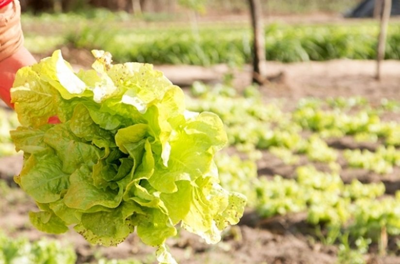 Programa liderado pela Sedetur transforma realidade de agricultores