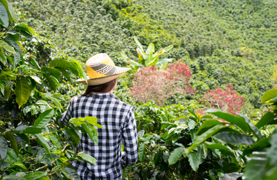 Setor cafeeiro conta com mais de 27 mil produtores no país  