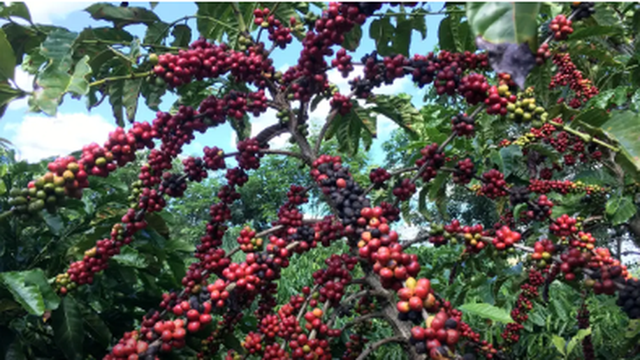 Exigências regulatórias da UE podem embarreirar pequenos cafeicultores