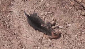 Filhotes de cães são encontrados mortos em Nossa Senhora da Glória; moradores acusam funcionários da prefeitura por atropelamento
