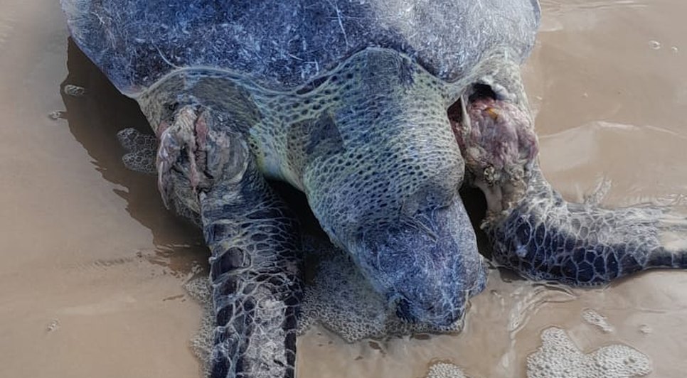 Tartaruga marinha é encontrada morta na Barra dos Coqueiros