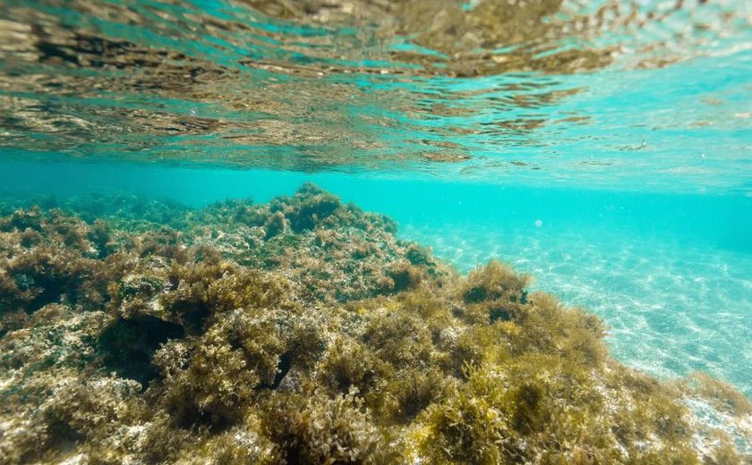 Justiça Federal suspende turismo na Lagoa Azul, em Maragogi