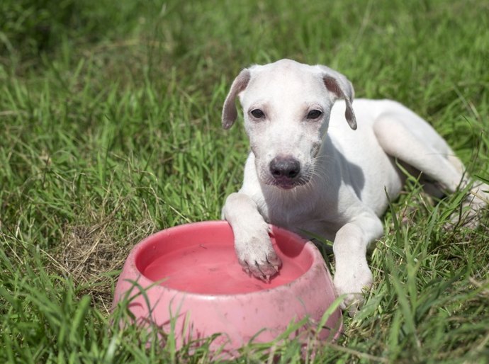 Saúde orienta tutores sobre cuidados com os pets durante o verão