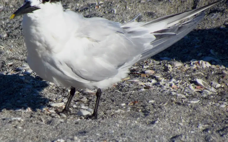 Governo francês coloca país em alerta 'alto' para gripe aviária