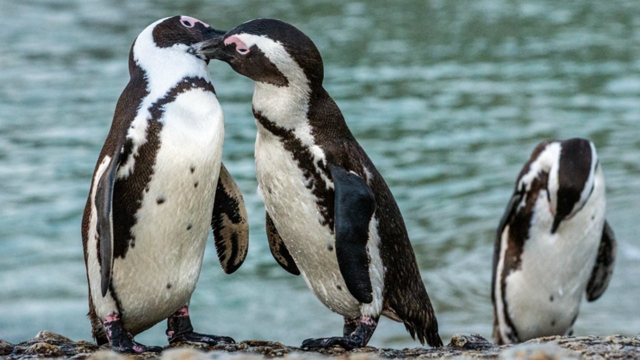Pinguins ficam juntos 'até que a morte os separe', mas dão seus pulinhos para fora do ninho; entenda