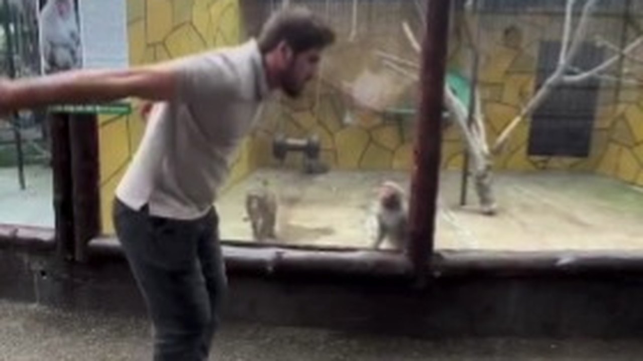 Zoológico impressiona todos: visitante dá um salto e conquista admiração de macaquinhos na Rússia
