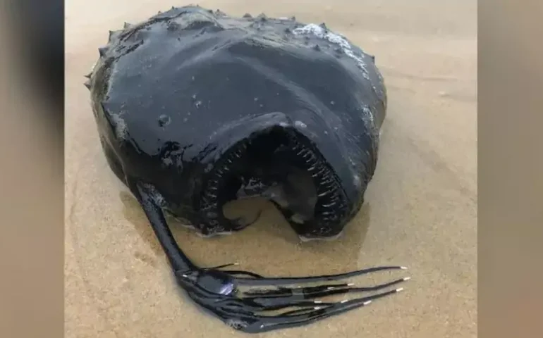 Peixe-futebol que brilha nas profundezas do mar é avistado na costa de Oregon, nos EUA
