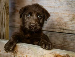 Inteligência artificial vira ferramenta para golpes envolvendo animais desaparecidos - Pexels (2).jpg 