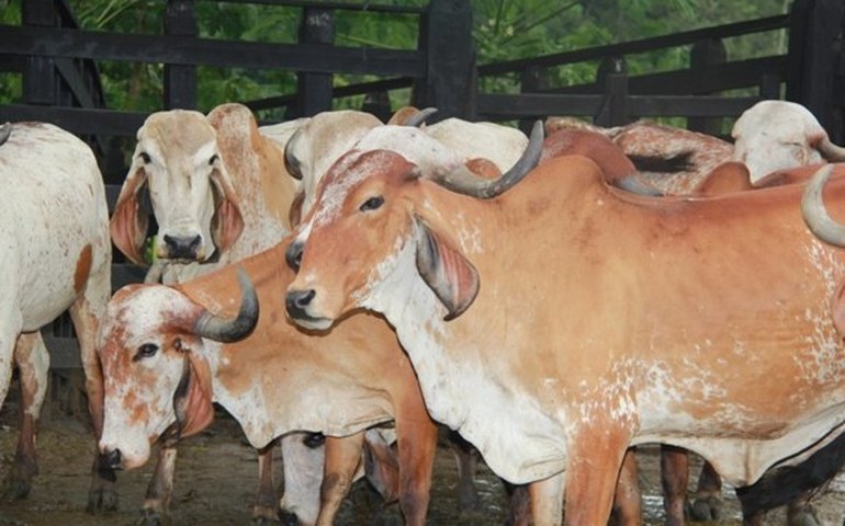 Melhoramento genético do rebanho é destaque na Expogenética