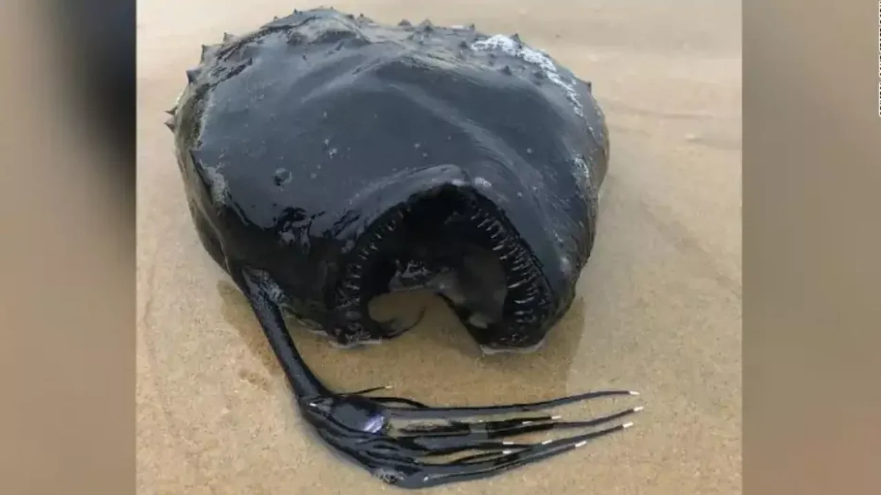 Peixe-futebol que brilha nas profundezas do mar é avistado na costa de Oregon, nos EUA