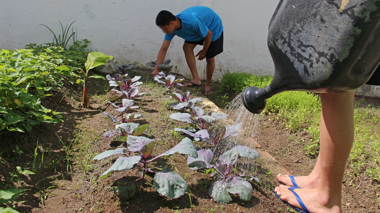 Horticultura promove a ressocialização de socioeducandos em Alagoas