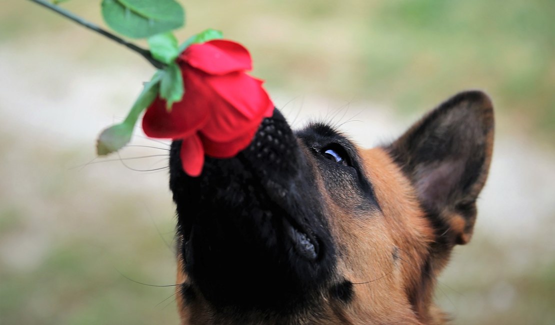 Plantas perigosas para os pets