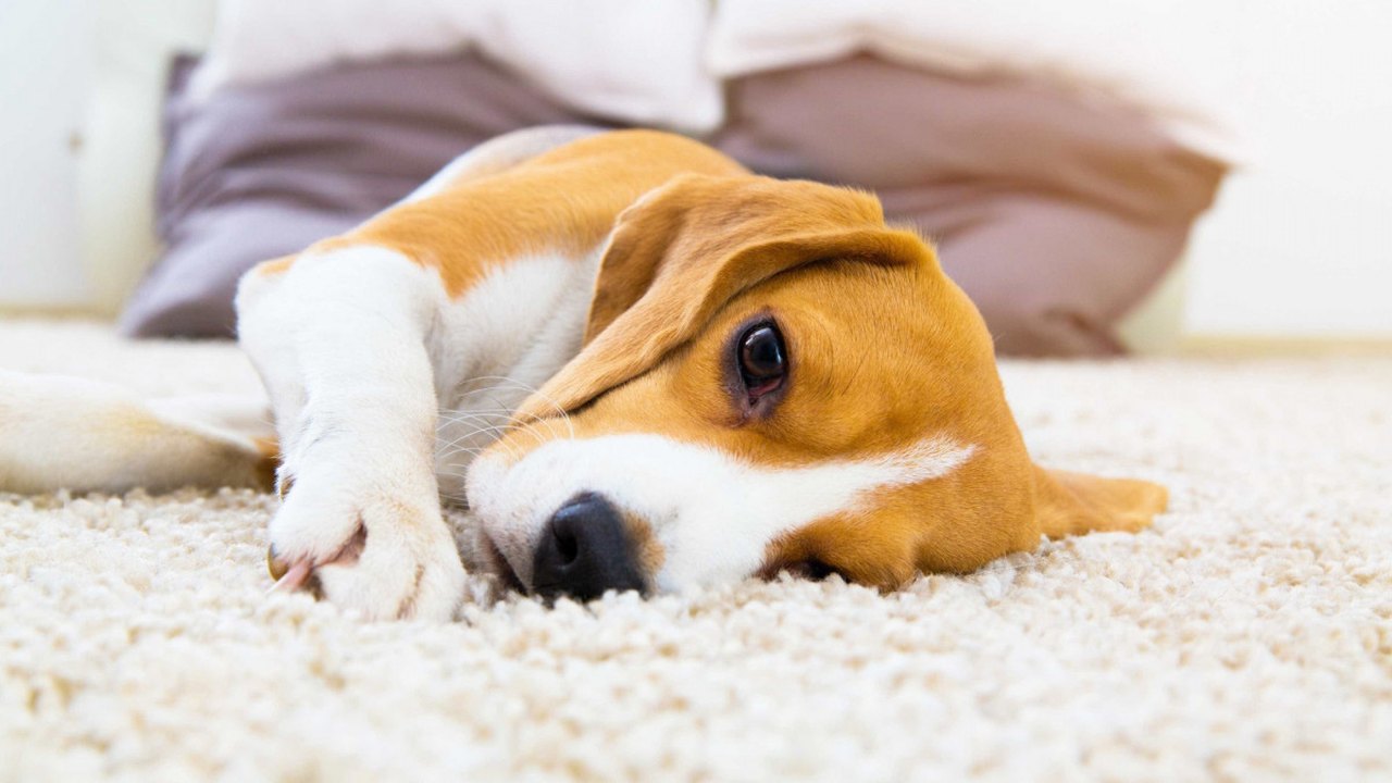 Intoxicação de cães: Polícia indicia 4 da Tecnoclean por contaminação de petiscos