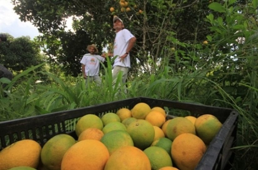 Agricultura gera renda e transforma a vida de alagoanos