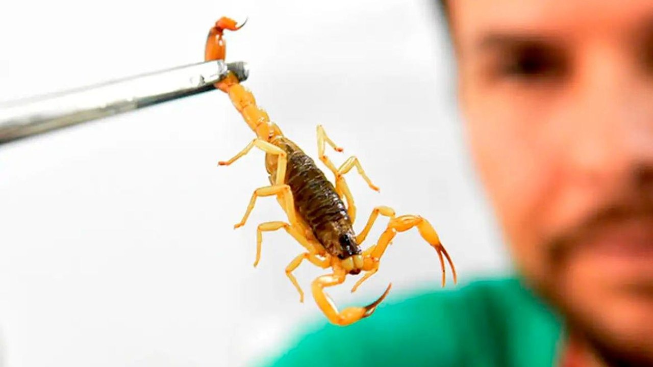 Cientistas identificam duas novas espécies de escorpiões peçonhentos na Amazônia