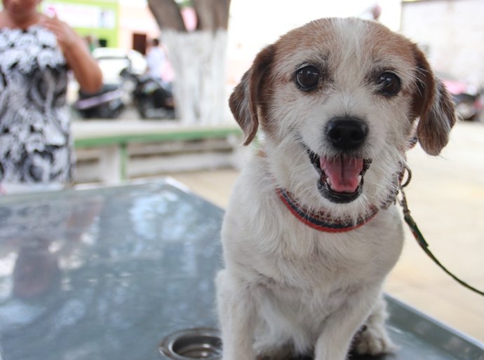 Arapiraca: prefeitura divulga pontos de vacinação para cães e gatos no sábado, 8