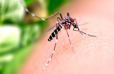 Levantamento da VR aponta mais de 80 trabalhadores afastados diariamente por dengue em 2024