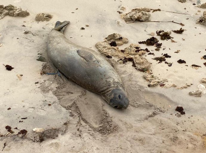 Elefante-marinho encontrado morto em Jequiá da Praia pode ter sido vítima de ação humana
