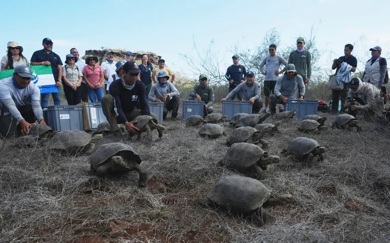 Parque de Galápagos libera 158 tartarugas híbridas juvenis em Floreana para restaurar ecossistema