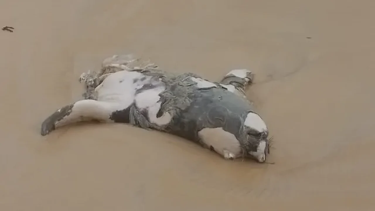 Mistério e comoção: Elefante-marinho é encontrado morto e partido ao meio em Alagoas