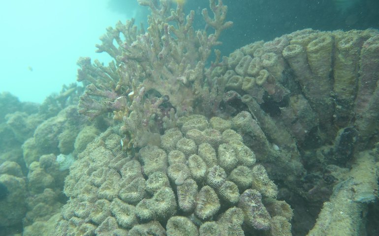 Fapeal impulsiona pesquisa sobre recifes de corais e contribui para a conservação marinha em Alagoas