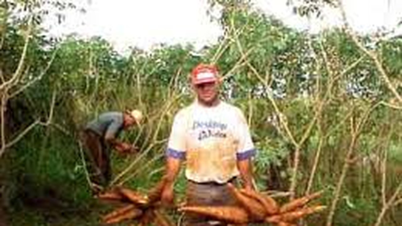 Emater e Embrapa promovem Dia de Campo sobre a cultura da mandioca