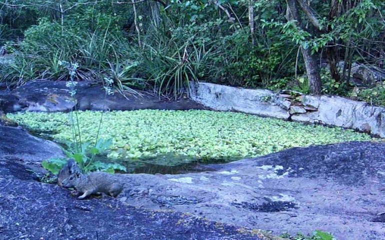 Refúgios Morros do Craunã e do Padre garantem a proteção da fauna silvestre em Alagoas