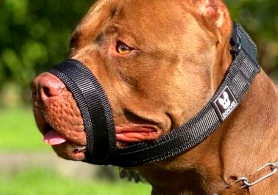 Câmara de Maceió aprova uso obrigatório de focinheira para cães de grande porte ou agressivos