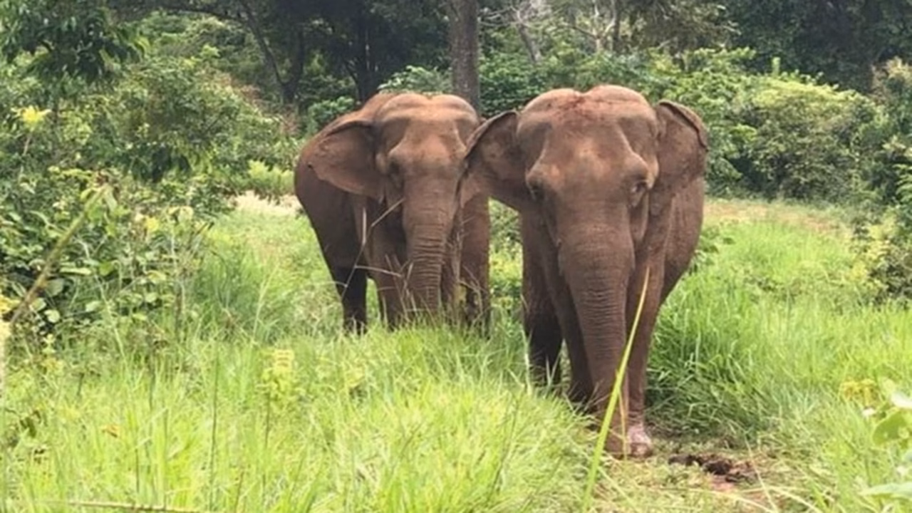 Americana é morta após ser arremessada e pisoteada por elefante, na Zâmbia