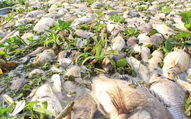 Despejo de poluente no Rio Piracicaba pode ter comprometido piracema, alerta APqC