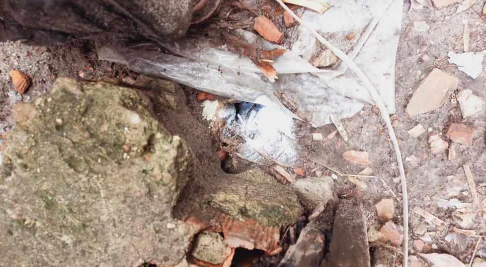 leptospirose / Foto: Foto: Ascom/SMS