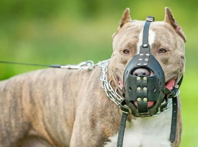 ALE discute sobre o projeto que obriga uso de focinheira em determinadas raças de cães