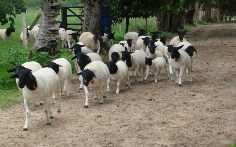Governo fortalecerá ovinocaprinocultura em Alagoas