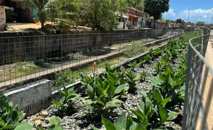 Jardins filtrantes ajudam no tratamento do esgoto