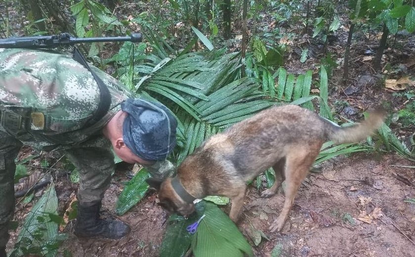 Colômbia suspende buscas por Wilson, cão que ajudou a encontrar crianças após queda de avião