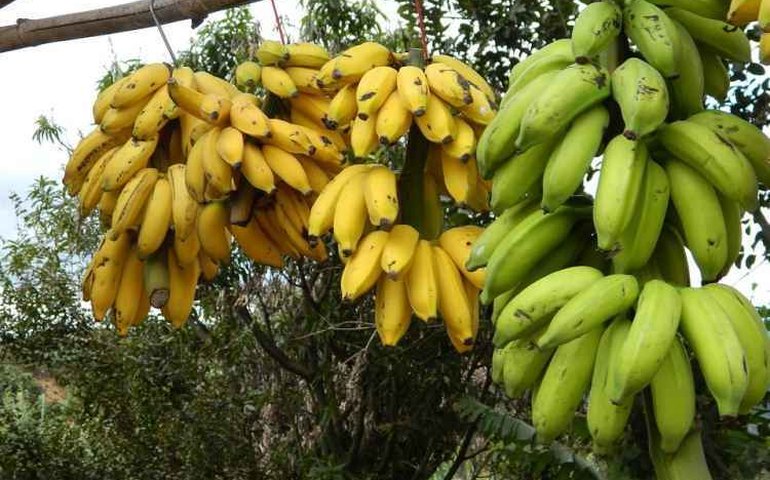 Ministério da Agricultura lança projeto Rota da Banana em Mato Grosso