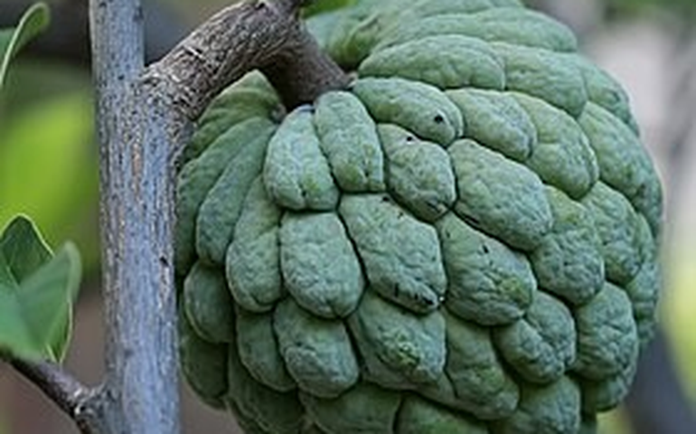 A poderosa fruta tropical considerada 'ouro branco' pelas suas propriedades e múltiplos benefícios para a saúde