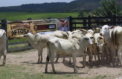 Adeal inicia segunda etapa da campanha de vacinação contra aftosa 