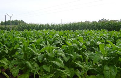 Adeal inicia trabalho de campo para manutenção de área livre do mofo azul do tabaco
