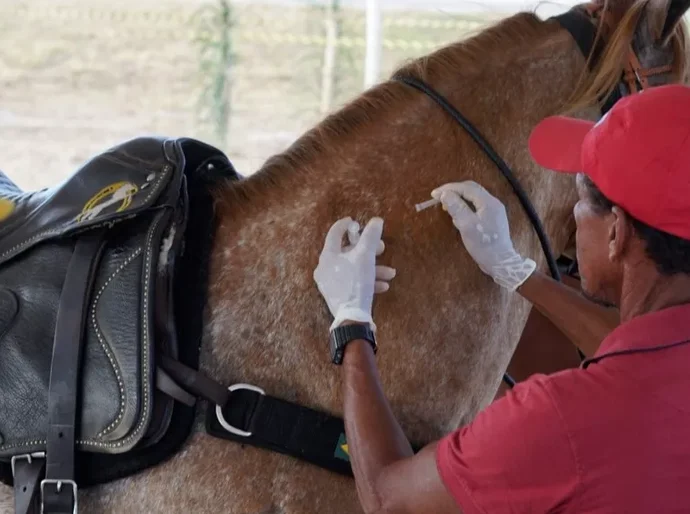 Prefeitura de Marechal Deodoro inicia campanha de vacinação para equinos neste sábado (11)