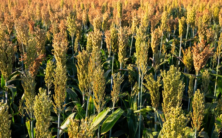 Produtividade no campo impacta perspectivas para próxima safra no Norte e Nordeste do país