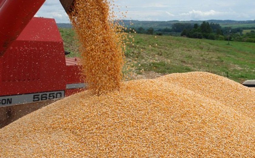 Alagoas aumenta a produção de grãos e prevê safra recorde