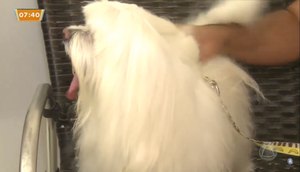 Bichinho de estimação