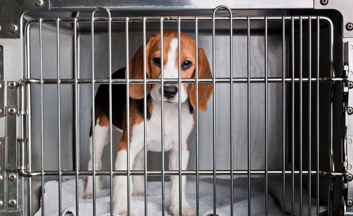 Cães da raça beagle estão entre os animais utilizados em testes com cosméticos Cães da raça beagle estão entre os animais utilizados em testes com cosméticos