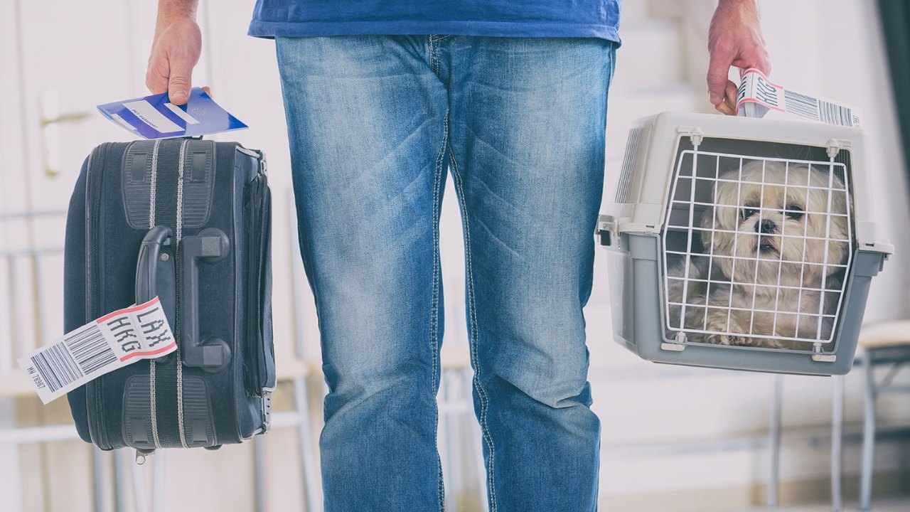 Companhia aérea tem crescimento de mais de 270% na quantidade de pets em voos