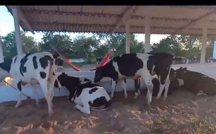 Parque Mair Amaral começa a receber animais para a 39ª Expo Bacia Leiteira