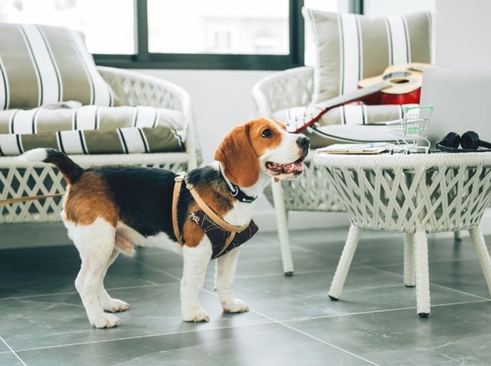 Prazo para responder pesquisa sobre turismo pet friendly termina nesta terça, 30